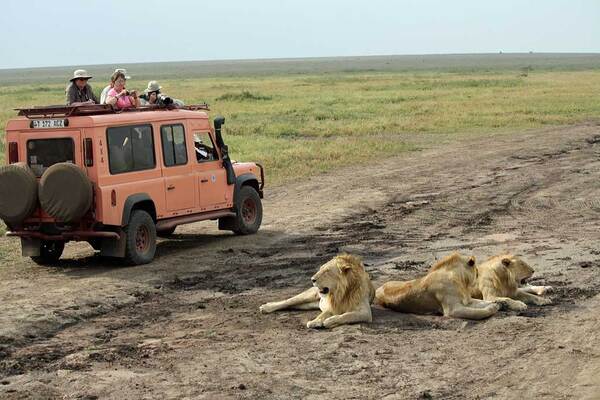 serengeti-safari-land-rover-lions (1)